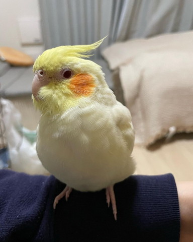 腕に乗ってるインコ