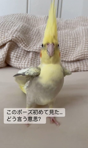 羽あげたポーズ正面