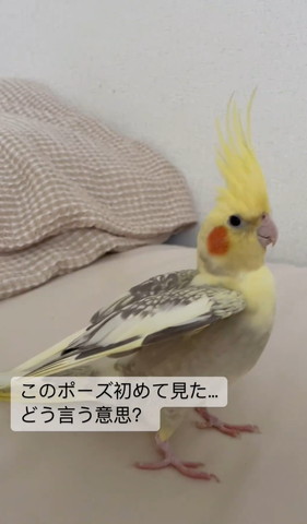 羽あげたポーズ横から