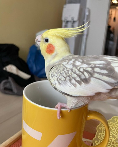 コップに乗ってるインコ