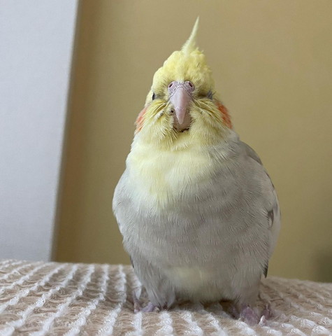 もふもふインコ