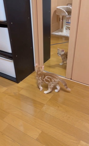 鏡を見る子猫