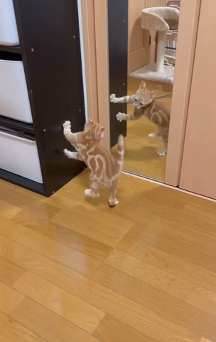 棚にタッチする子猫