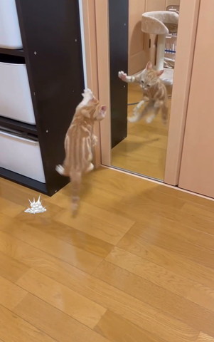 鏡の前で飛んでる猫