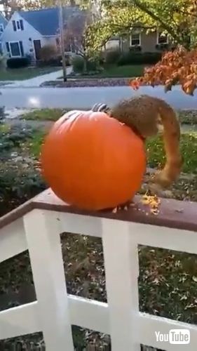 かぼちゃにつっこむリス