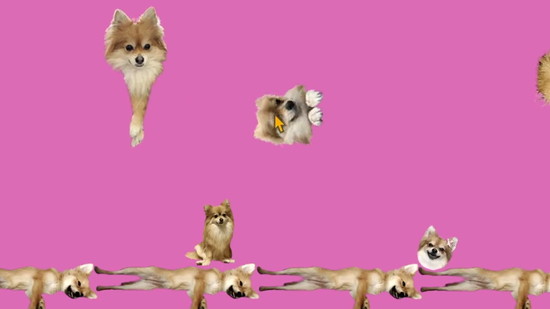 犬のゲーム