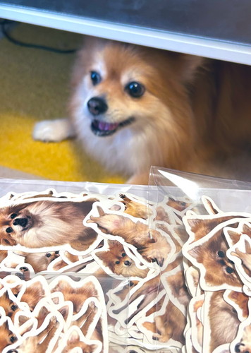 シールと犬