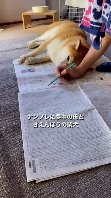 柴犬