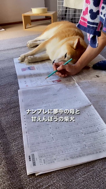 口あく柴犬