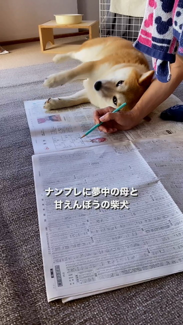 柴犬チラ見