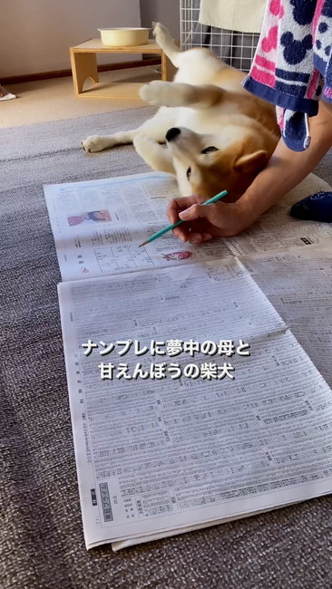 転がる柴犬