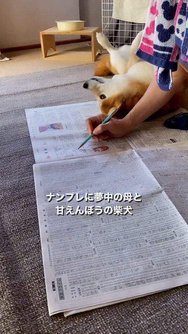 ひっくり返る柴犬