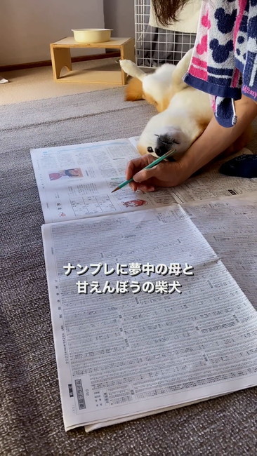 顔こすりつける柴犬