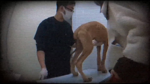 過去の動物病院