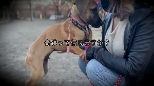 幸せそうなグレートデンの子犬