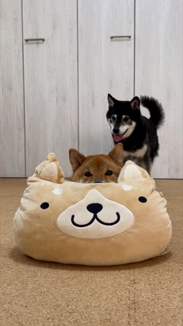 後ろから来る黒柴