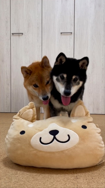 柴犬ぎゅうぎゅう