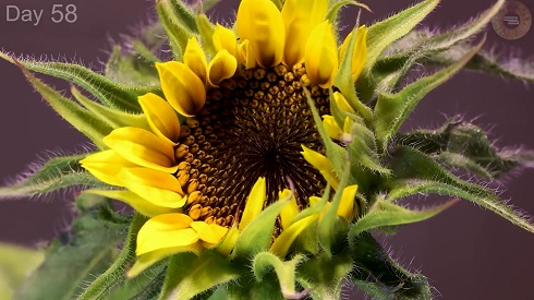 植物ライムラプス01