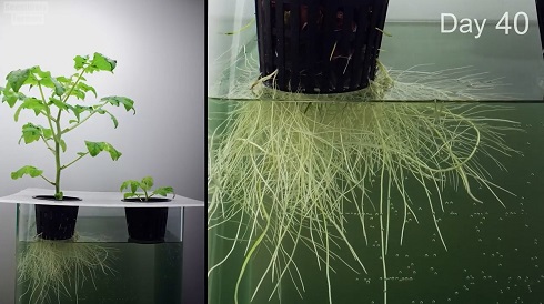 植物ライムラプス02