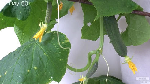 植物ライムラプス03