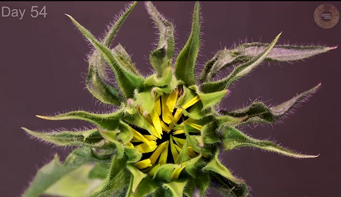 植物ライムラプス04