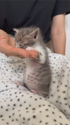 えくぼくんのちゅーちゅー