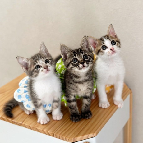 えくぼくんのちゅーちゅー