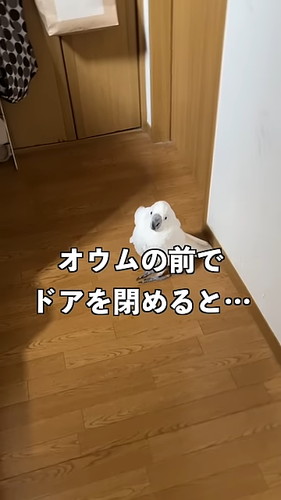 「オウムの前で扉を閉めると荒ぶる神になるので鎮める」