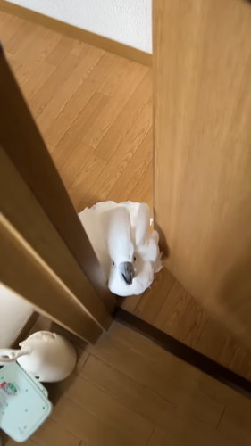 「オウムの前で扉を閉めると荒ぶる神になるので鎮める」