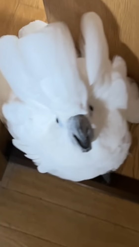 「オウムの前で扉を閉めると荒ぶる神になるので鎮める」