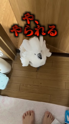 「オウムの前で扉を閉めると荒ぶる神になるので鎮める」