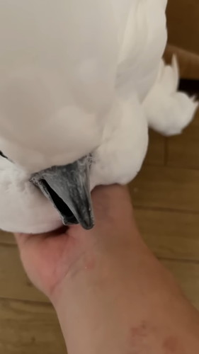 「オウムの前で扉を閉めると荒ぶる神になるので鎮める」