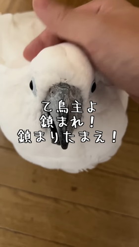 「オウムの前で扉を閉めると荒ぶる神になるので鎮める」