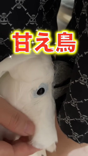 「オウムの前で扉を閉めると荒ぶる神になるので鎮める」