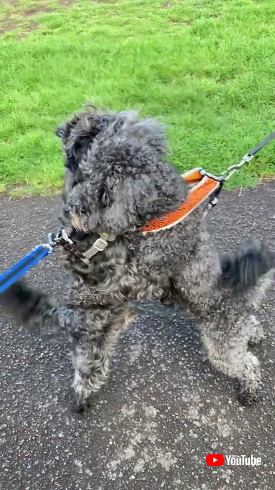 離れないワンコ