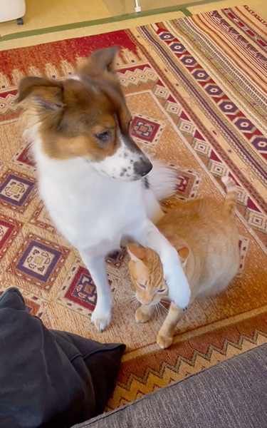 引き寄せるアグ