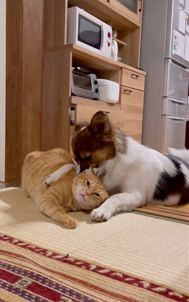 相思相愛なワンコとニャンコ