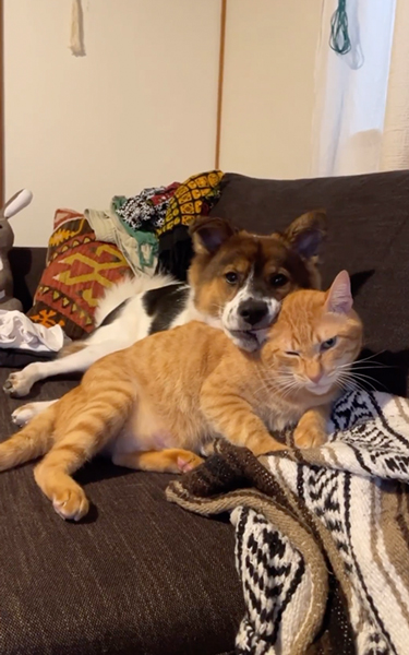 相思相愛なワンコとニャンコ