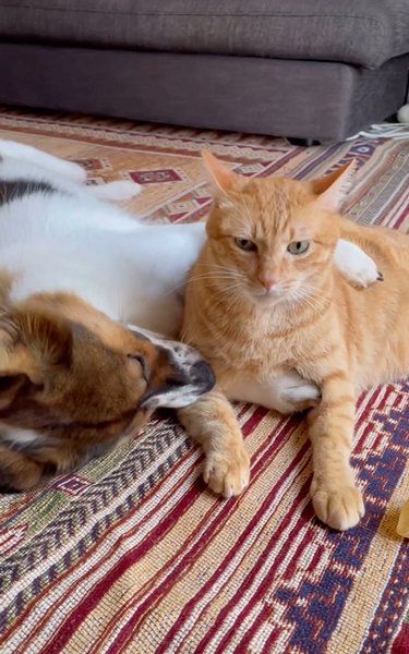 相思相愛なワンコとニャンコの真顔