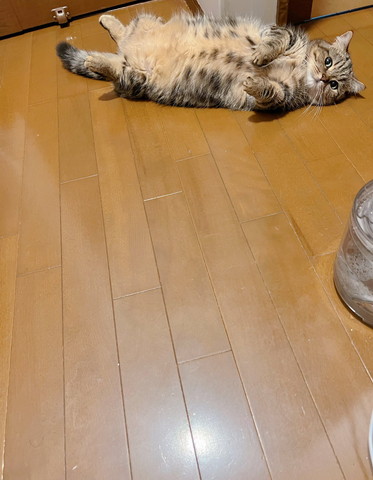 転がってる猫ちゃん