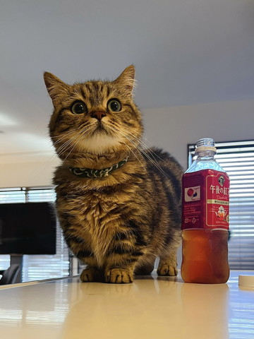 午後の紅茶と猫