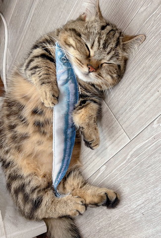 さんま抱いてる猫