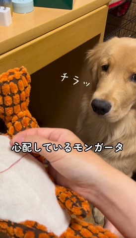 ゴールデンレトリバー