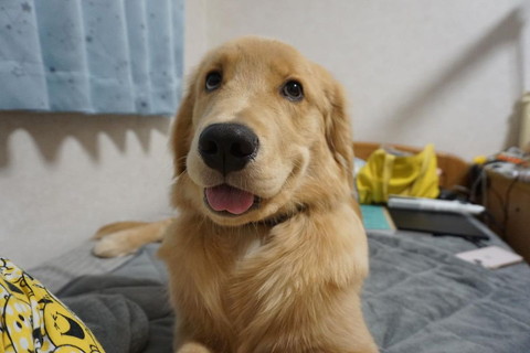 舌だして笑顔のワンコ