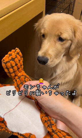 モンちゃんがびりびりに裂いちゃったよテロップ