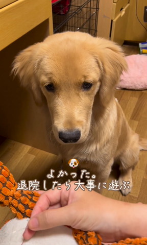 退院したら大事に遊ぶ