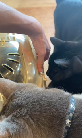 閉まってるキャリーに集まる猫たち