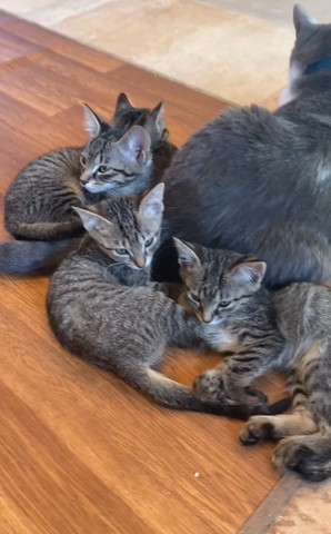 成猫のお尻にいる子猫4匹アップ