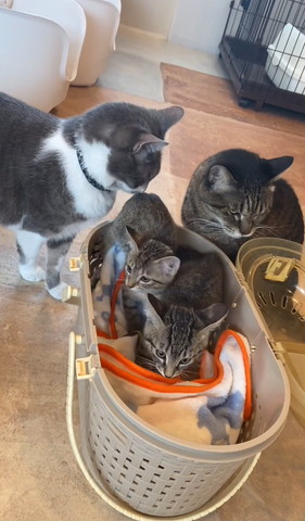 子猫のお尻嗅ぐ猫