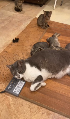 成猫にくっついてる子猫を見る子猫